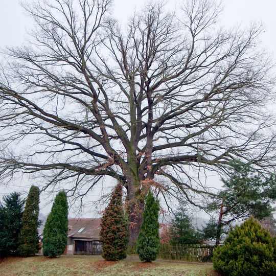 Dub ve Starém Sedle
