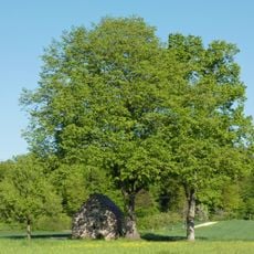 2 Linden am Feldhäuschen