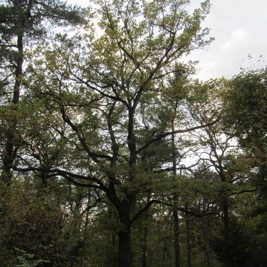 Bismarck oak Blasewitz