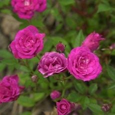 Rosaleda Dot y Camprubí