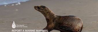 The Marine Mammal Center Profile Cover