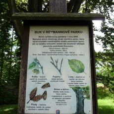 Buk v Reymannově parku
