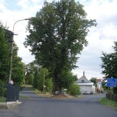 Lípa ve Svojsíkově ulici