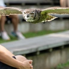 Bird Show