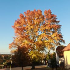 Strom v ulici K Zámkům