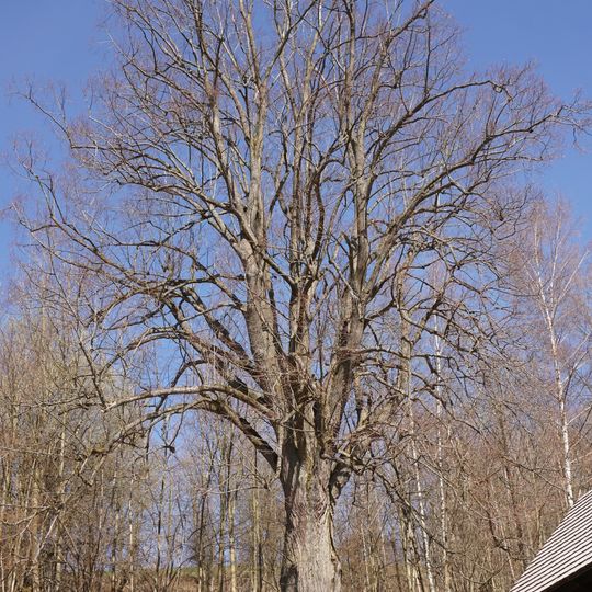 Lípa Antala Staška