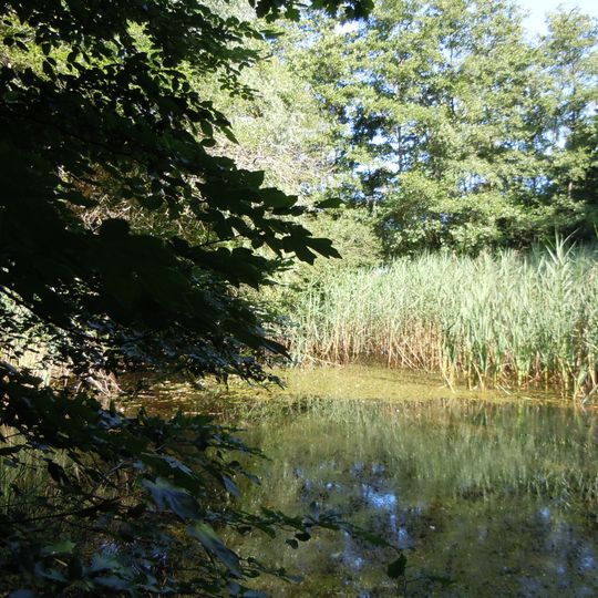 Feuchtbiotop Birkensee