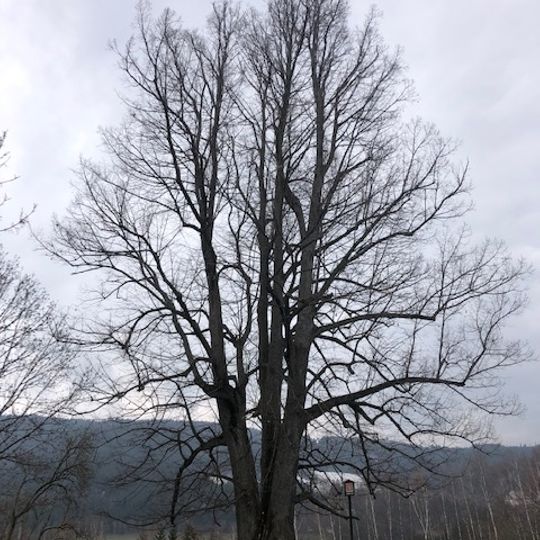 Lípa pod čističkou