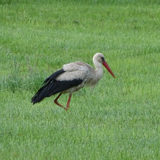 Barker und Wittenborner Heide