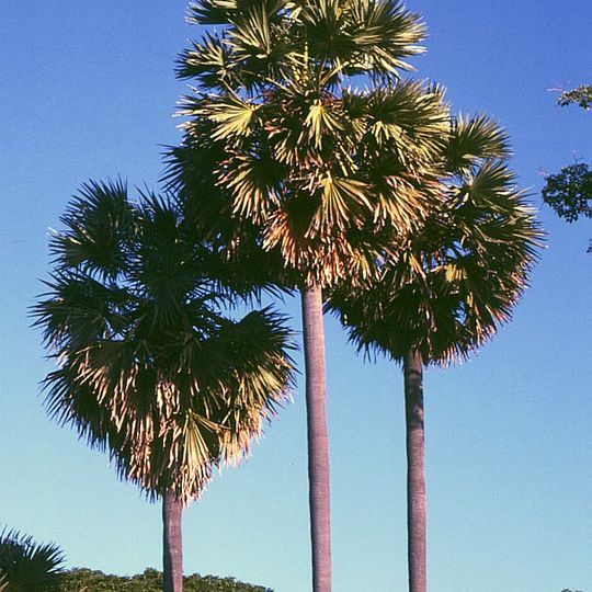 Małe Wyspy Sundajskie Wschodnie