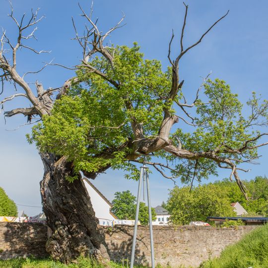 Esskastanie Gersdorf