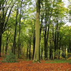 Kluisbos