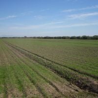 Etchojoa Municipality