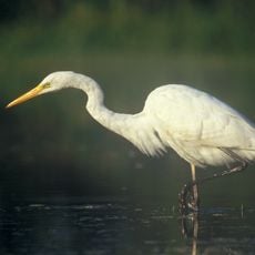 Rezerwat przyrody Czapliniec (powiat mrągowski)