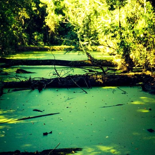 Caetetus Ecological Station