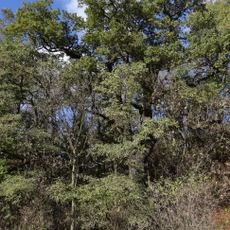 Duby letní v Cholupické bažantnici