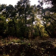 Kalesar National Park