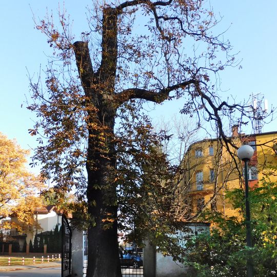 Kasztanowiec pospolity nr D663789