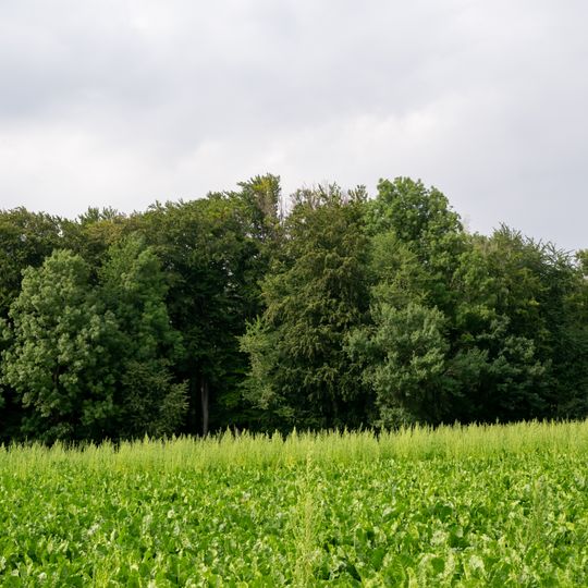 LSG Buchenwald-Obstwiesenkomplex in Hedderhagen
