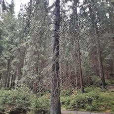 Horní úbočský smrk