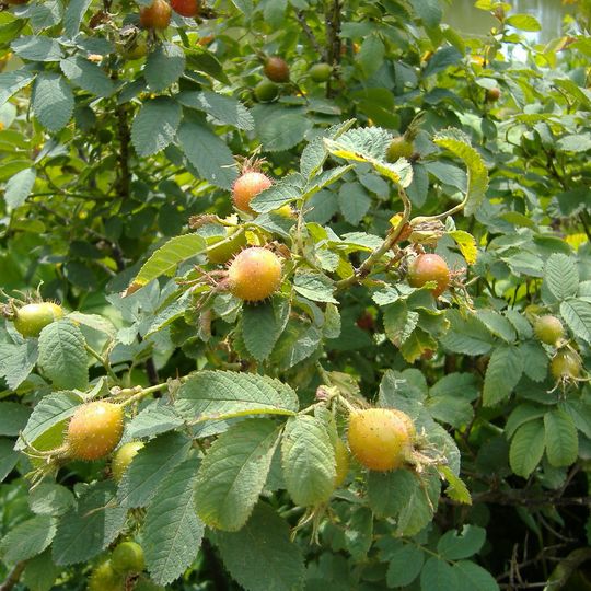 Production site of Szentendre Rose Natural Reserve