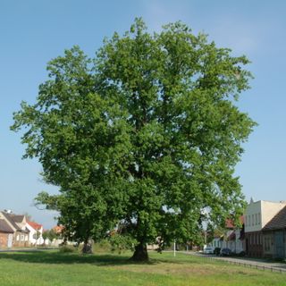 Naturdenkmal  [[Eichen|Eiche]]-[[Stieleiche]] (''Quercus robur'') Schmellwitzer Straße, Nähe Hausnummer 80 in Schmellwitz