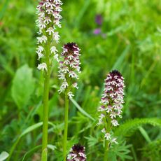 Stráně u Drahobuzi