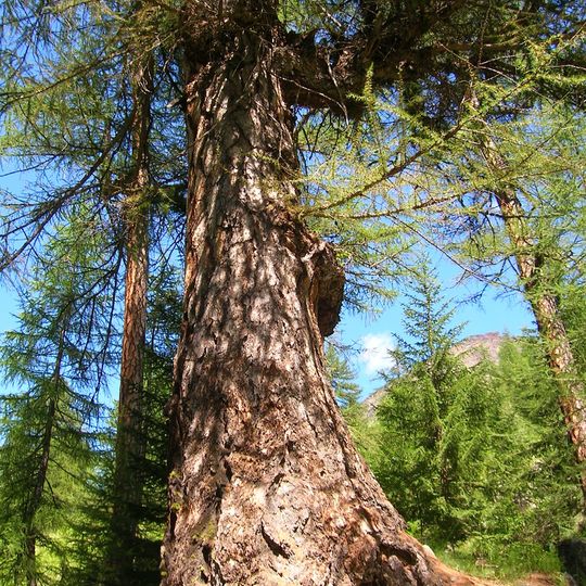 Bosco Monumentale di Artalle