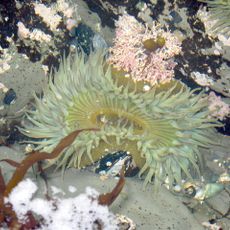 Fitzgerald Marine Reserve