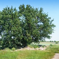 Pyrus pyraster, south from Wölpern