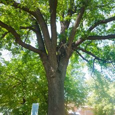 Oak furniture plant health