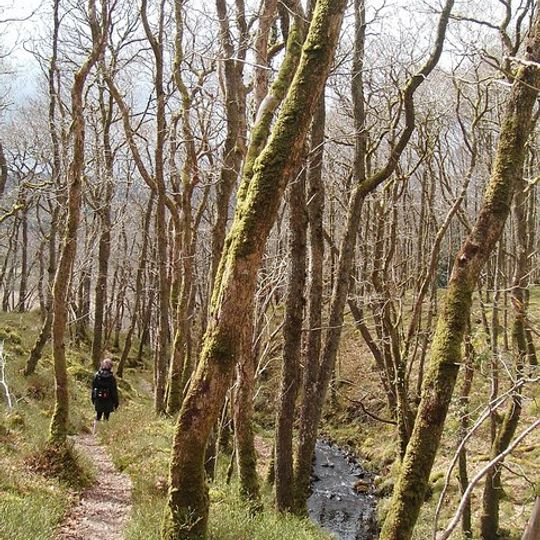 Wood of Cree RSPB reserve