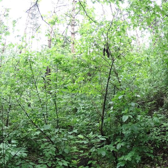 High pine plantations