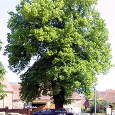 Zámecká lípa v Chudenicích