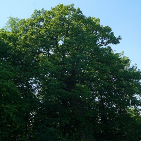 Eiche an der Tübinger Straße