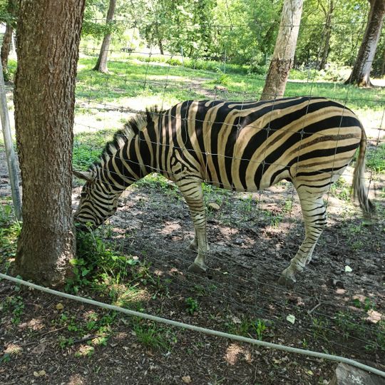 Timișoara Zoological Garden
