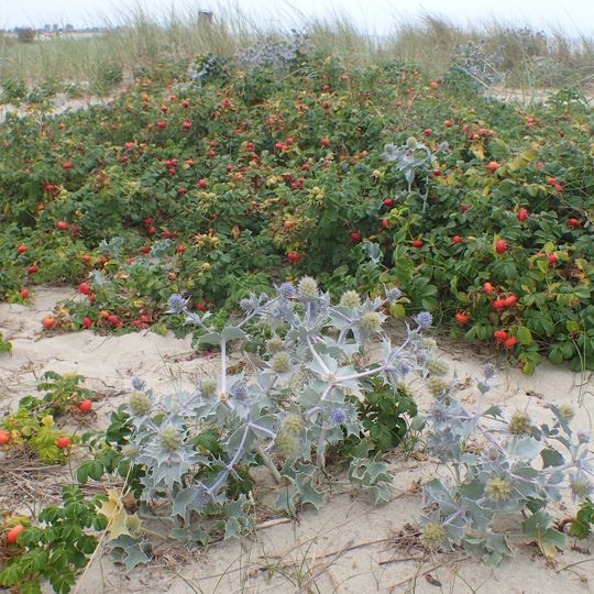 Rezerwat przyrody Mechelińskie Łąki