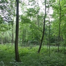 Bruchwald Burgstall Sanderer