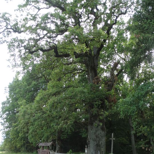 Jurgaičiai oak