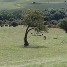 Port Lympne Wild Animal Park