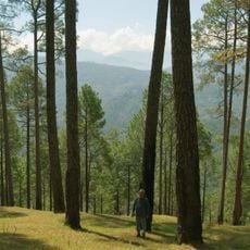 Himalayan subtropical pine forests