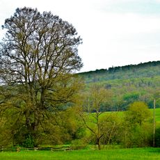 Grenzlinde von Haddenberg