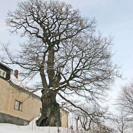 Žižkův dub
