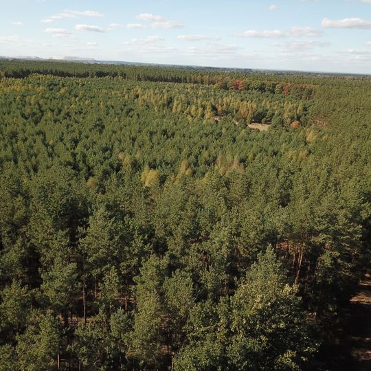 Bürgerholz bei Burg