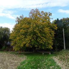 Tilia of Joncquoy in Aubers