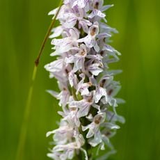 Wachtelkopf bei Rappweiler