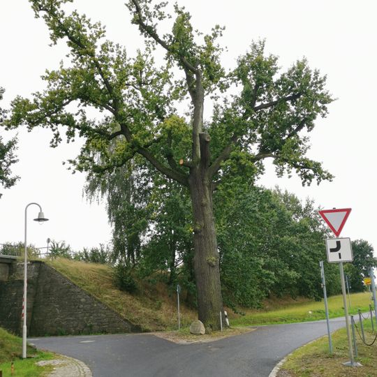 Stieleiche in der Weggabel Weißbach nach Oberlichtenau