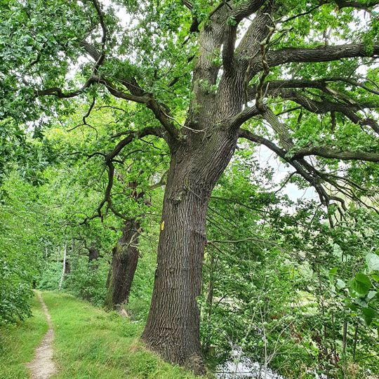 Oak at the dam Kirchenteich