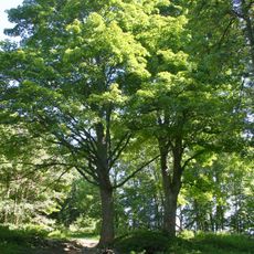 Skupina javorů Ždánov