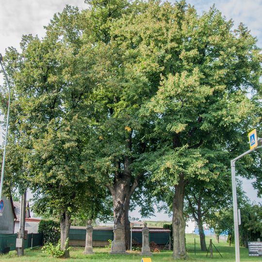 Lípa u sv. Václava